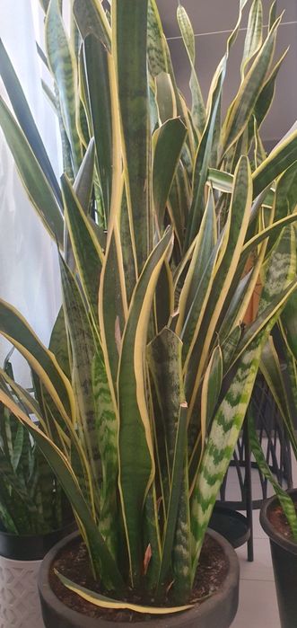 Sansewieria Gwinejska