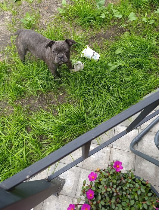Buldog francuski BLUE niebieskie buldogi francuskie