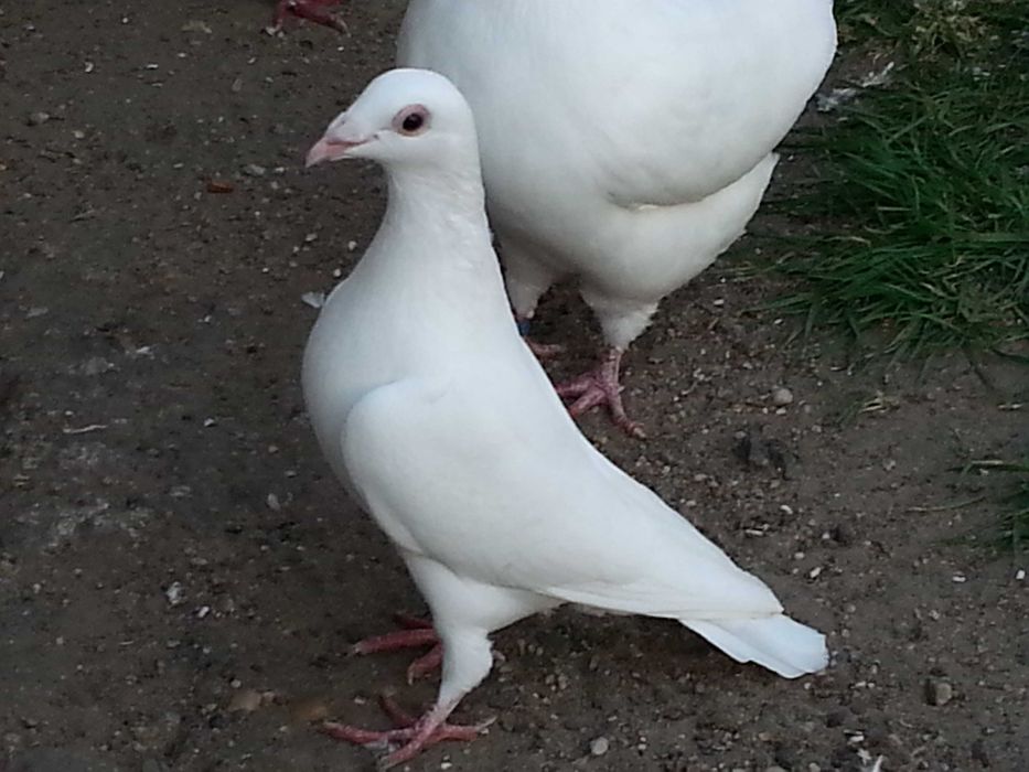 Gołębie pocztowe białe