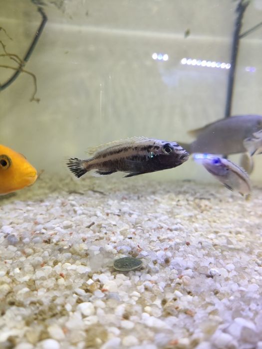 Auratus ciclidio Africano