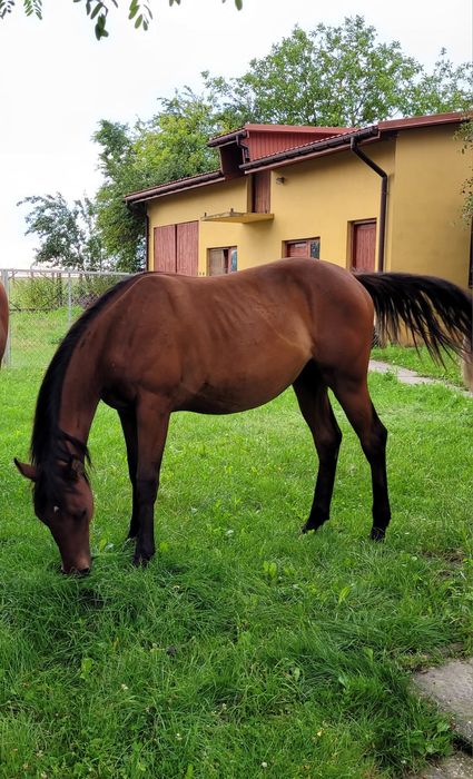 Mix AQH x wlkp klacz