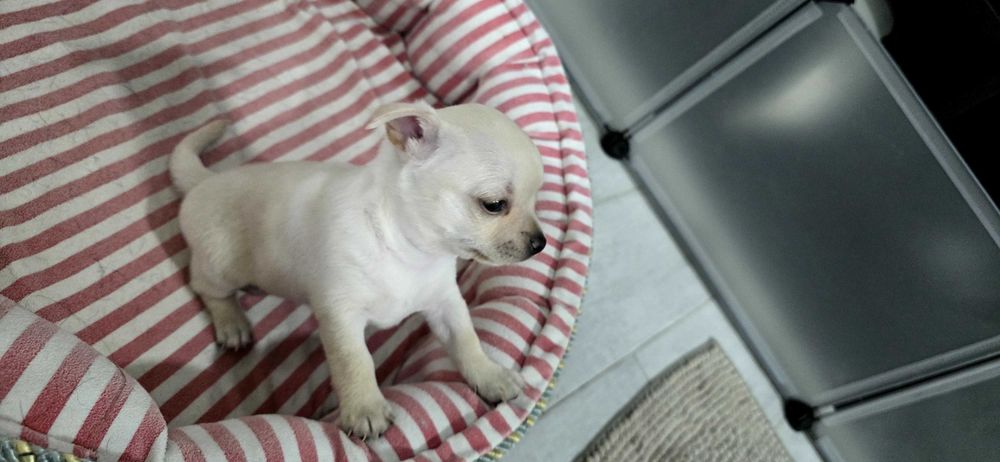 Mini chihuahua femea