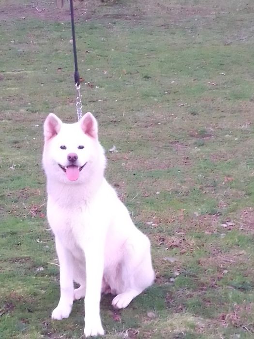 Akita inu japonês c/lop