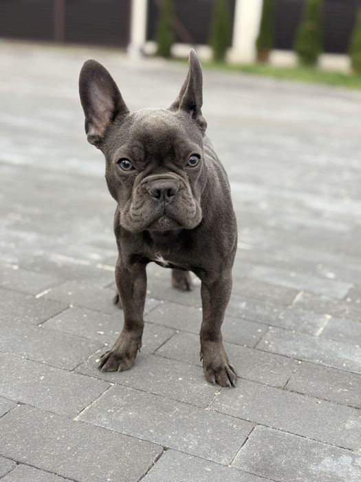 Продам французського бульдога