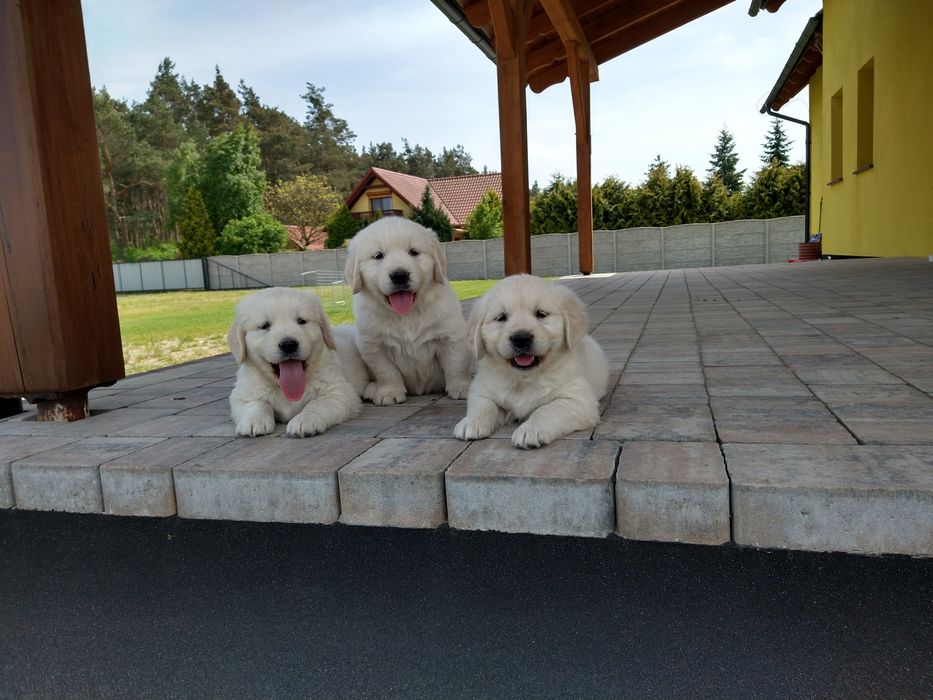 Golden Retriever   Rodowód