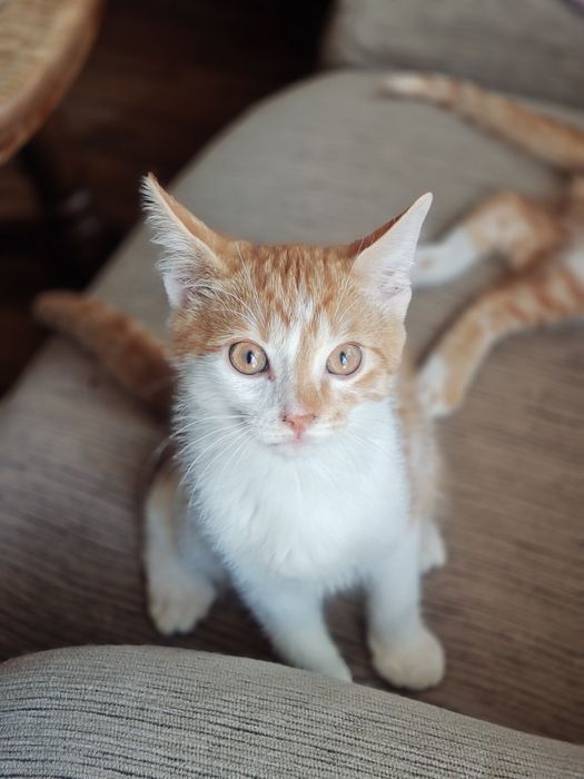 Rude kocięta z domu tymczasowego do adopcji