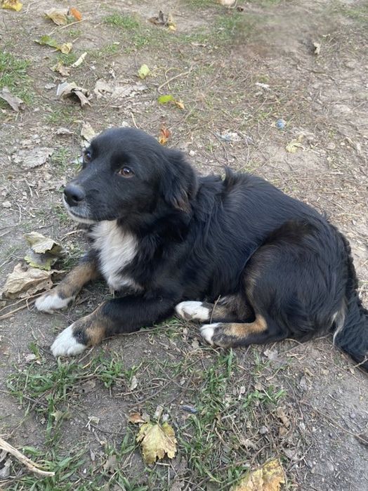 Отдам даром в добрые руки собачку метис мелкой породы