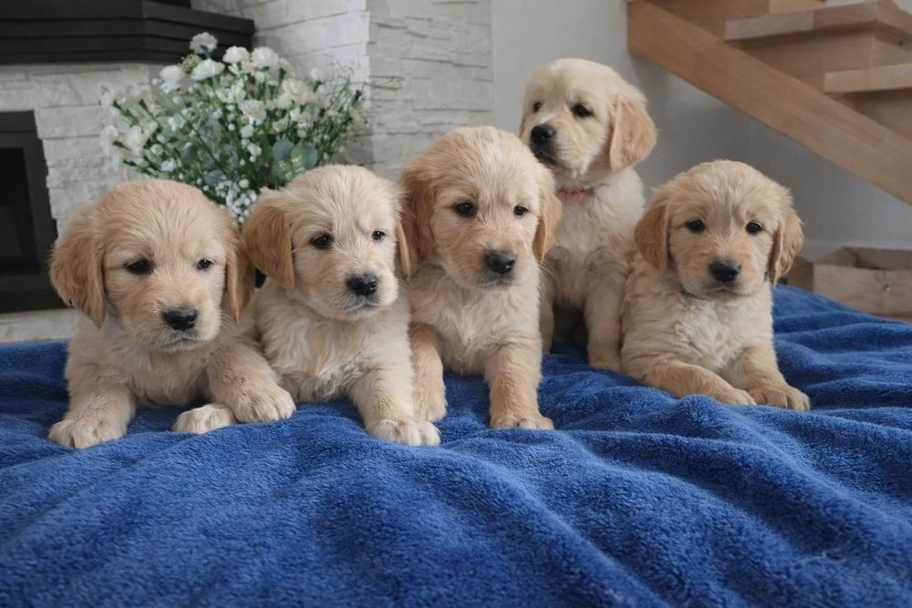 Golden Retriever Szczeniak