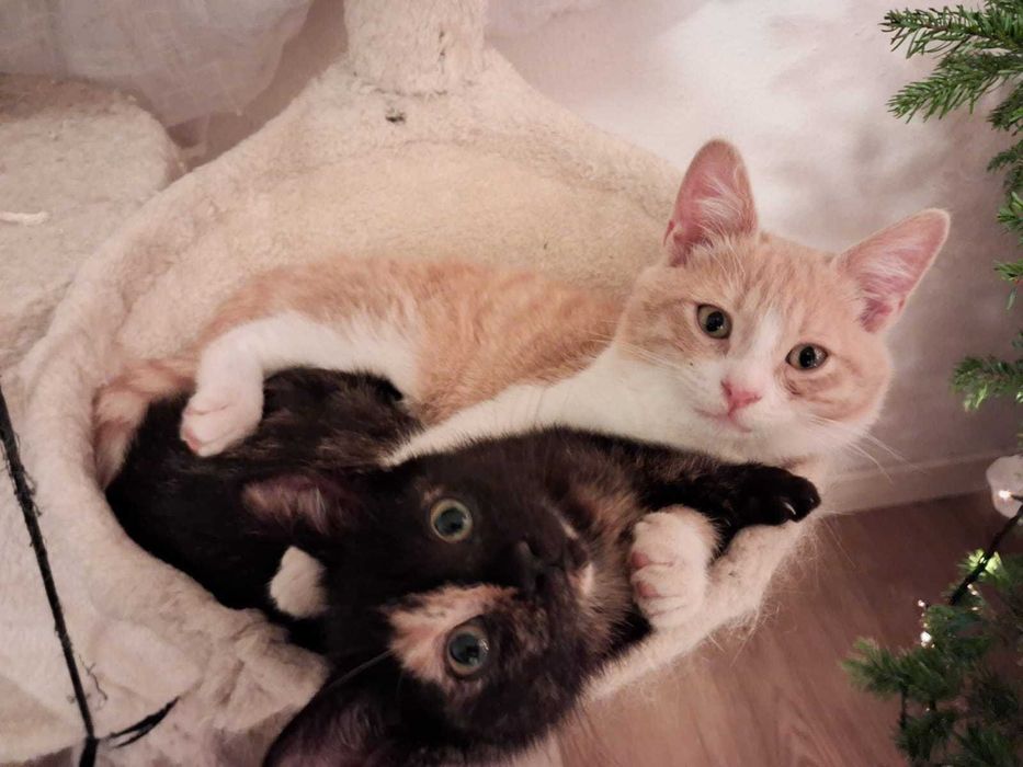 Dois gatinhos adoção em conjunto