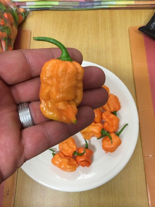 Sementes de carolina reaper laranja