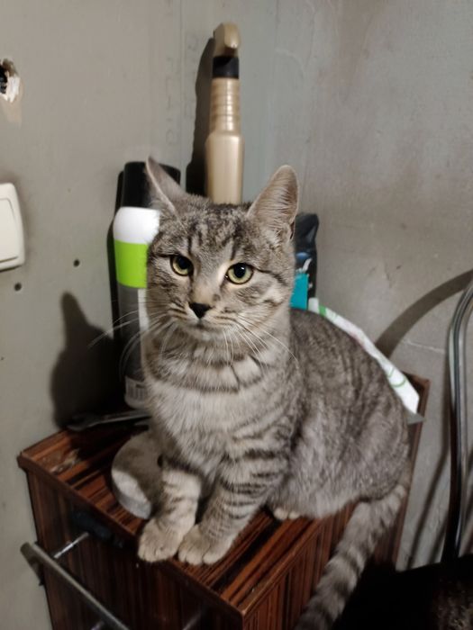 Гарні котики в добрі руки