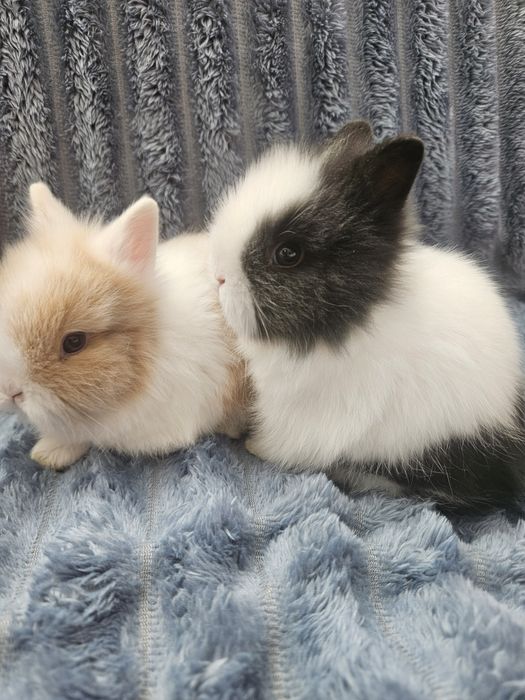 Piękny króliczek teddy karzelek