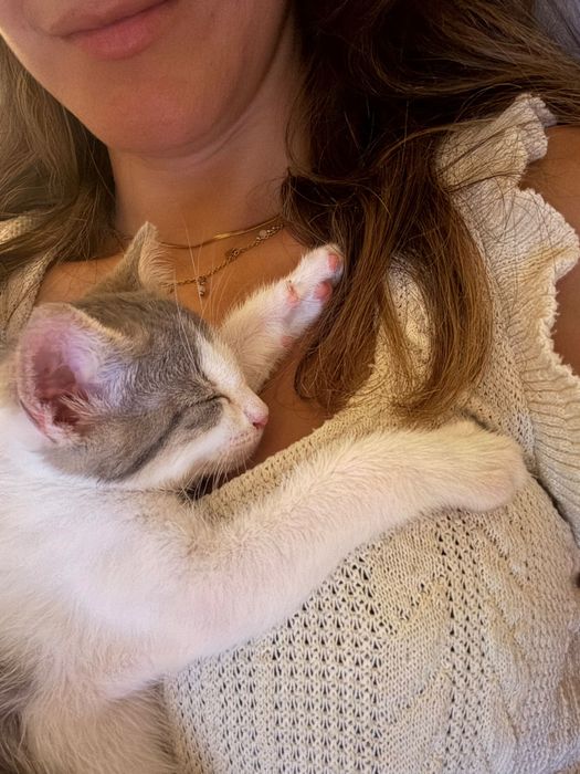 Adoção Gatinho com vacinas e microchip