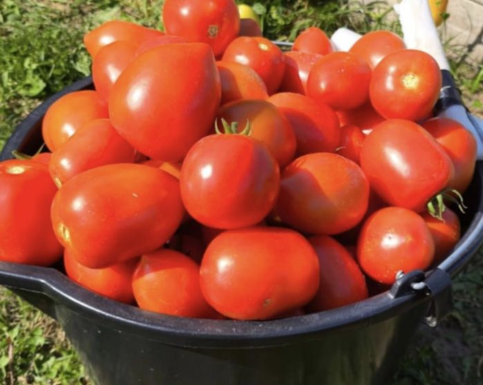 Pomidor DYNO F1 Clause