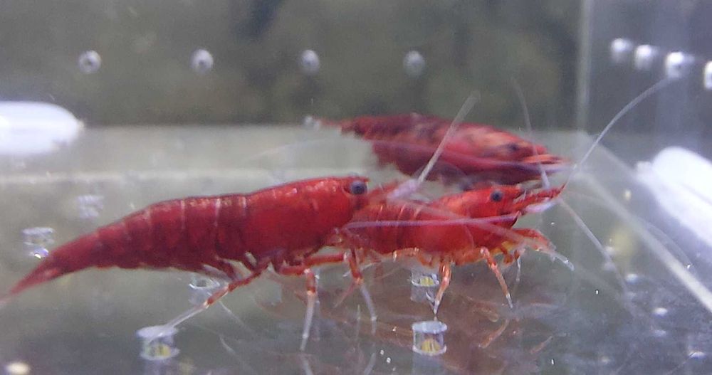 Krewetki Neocaridina Bloody Mary