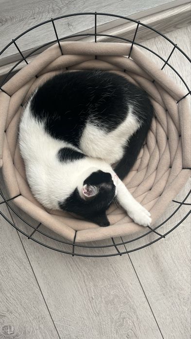 Młoda łowna kotka szuka nowego kochającego domu