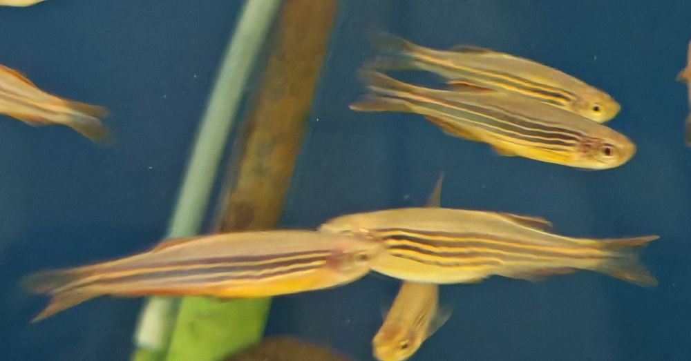 Danio birmański kyathit Aquafizz Creative