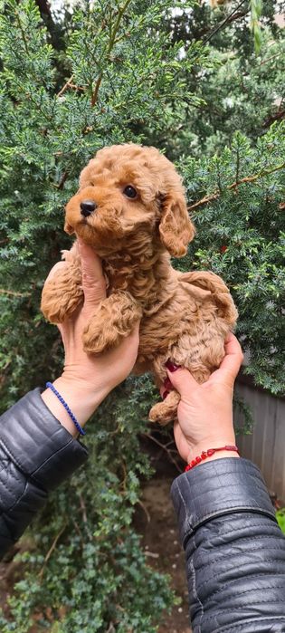 Мальчик мальтипу 2 мес