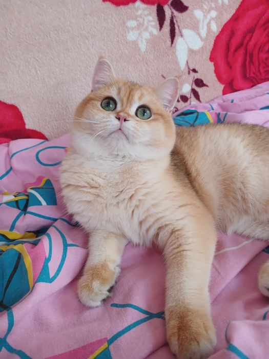 Кот на вязку. Золотая шиншилла кот. Вязка.