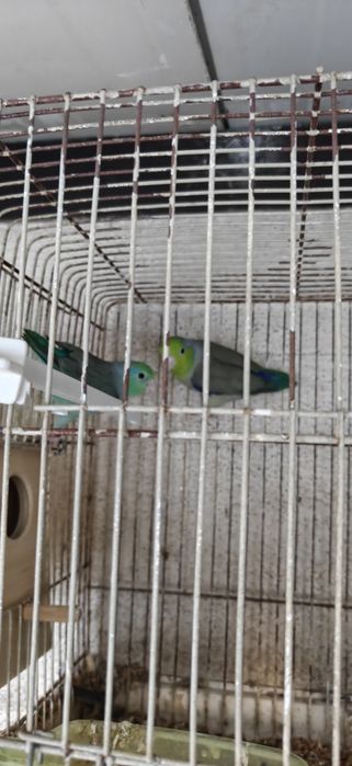Casal Forpus Coelestis