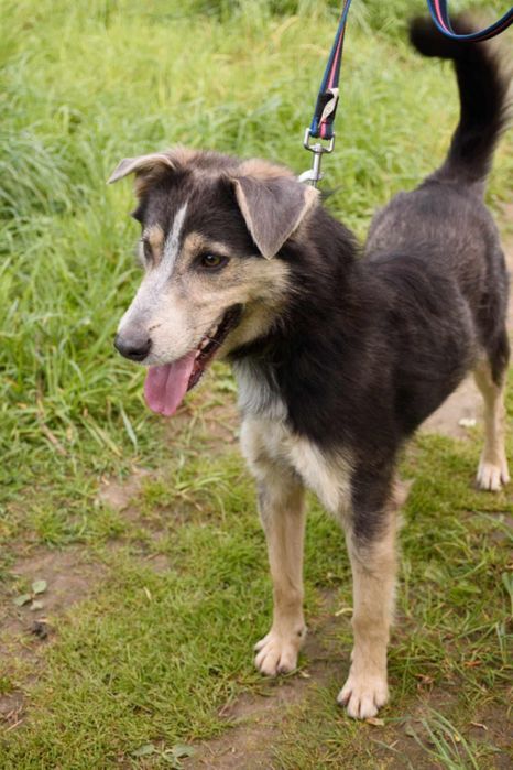 Młodziutki POKER - radosny psiak kocha ludzi