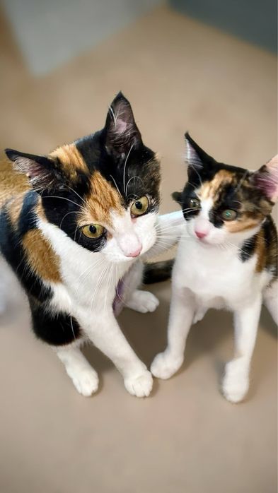 Котенок девочка в добрые руки