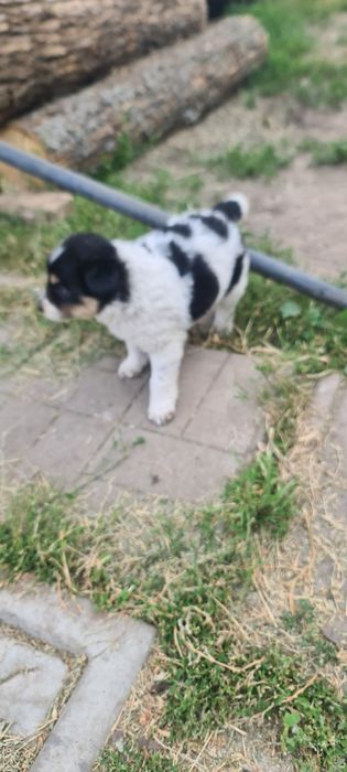 Віддамо цуценят у добрі ручки