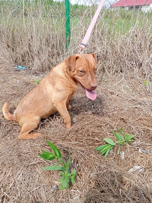 Pies Pettardale Terrier