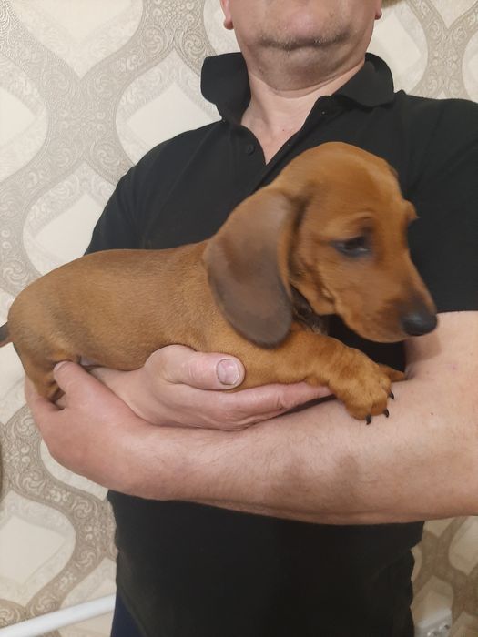 Гладкошерстні таксята.