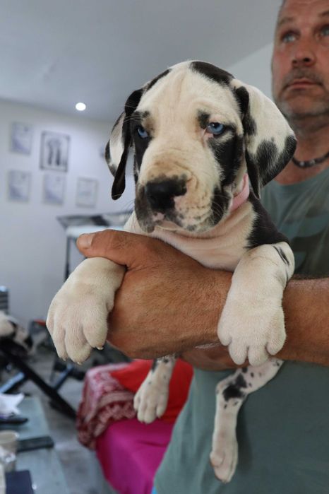 Suka Dog Niemiecki hodowla La Componella FCI suka bardzo mocna ZKwP