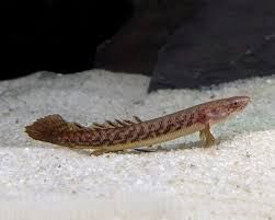 Vendo vários ciclideos americanos e monsterfish