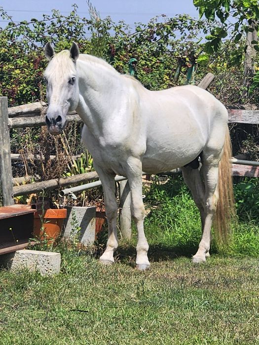 Escola de equitação