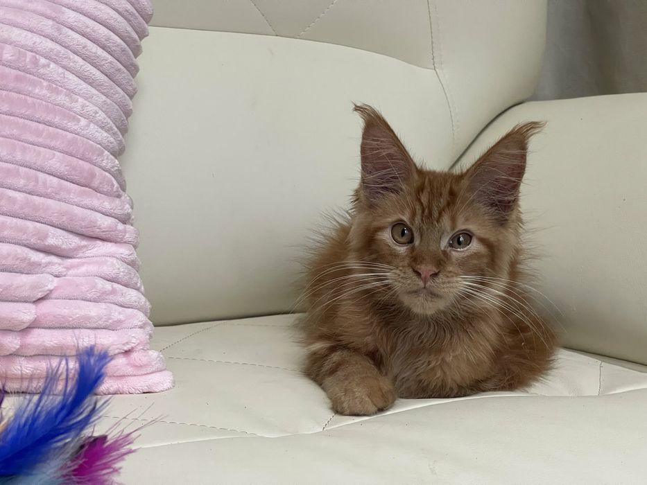 Котик Мейн кун красный мрамор и солид.