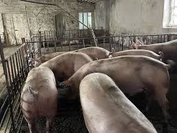 Продаж товарних свиней з доставкою