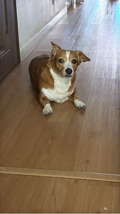 Adoção temporaria cadela porte pequeno