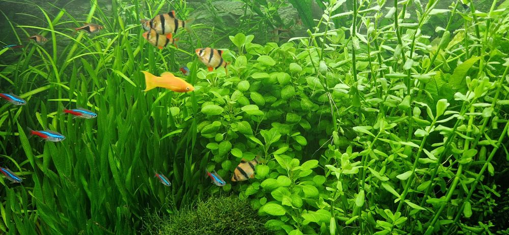 Brzanka sumatrzanska