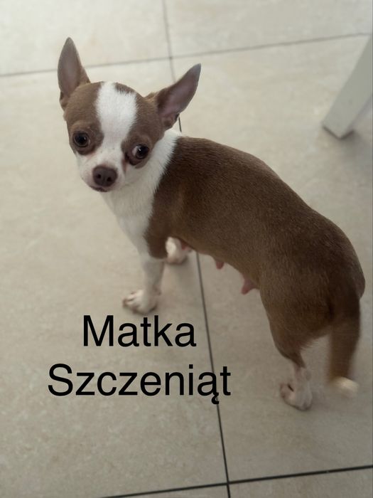 Chihuahua  piesek