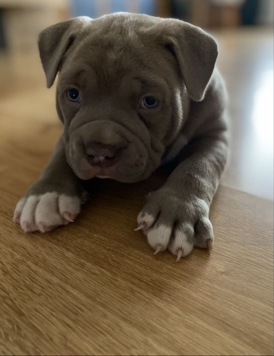 American Bully Pocket