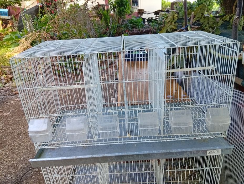 Caixas comedouros pássaros