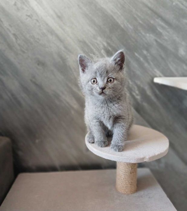 Кошенята шотландські