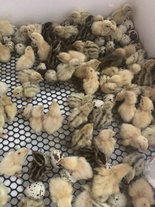 Добові перепілки техас фенікс фараон