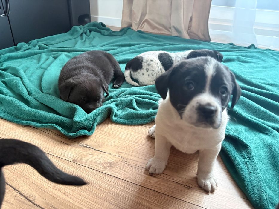 Rezerwacja wszystkich psiaków do weekendu- oddam cudowne szczeniaki