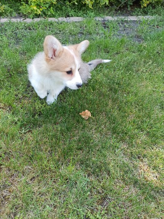 Suczka Welsh Corgi PEMBROKE - Kreda