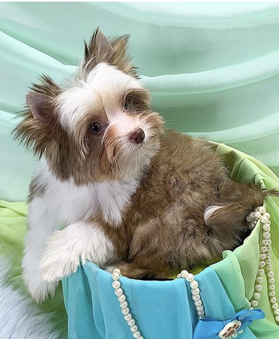 Колорйорк. Хлопчик