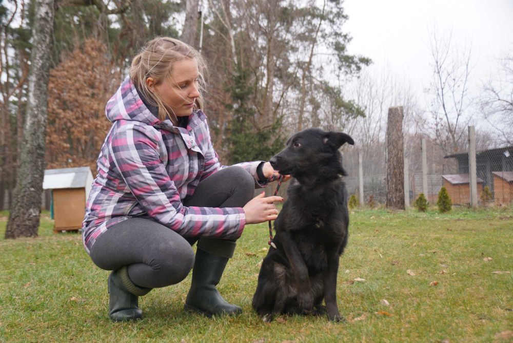 Tasza - przepiękna sunia w typie mini labrador