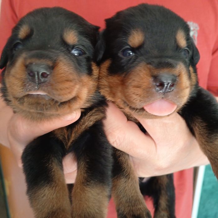 Цуценята ротвейлера