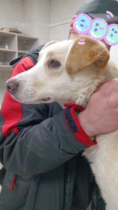 Боня шукає дім ,сімью