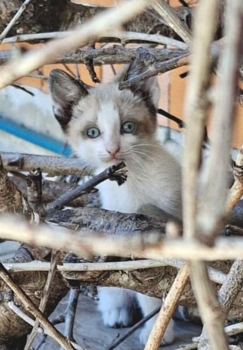 Gatinhos para adoção