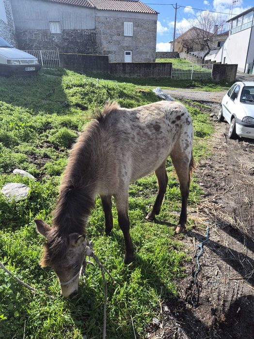 Linda mini egua com 120 cm e 18 meses