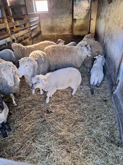 Owce sprzedam stado 11 sztuk